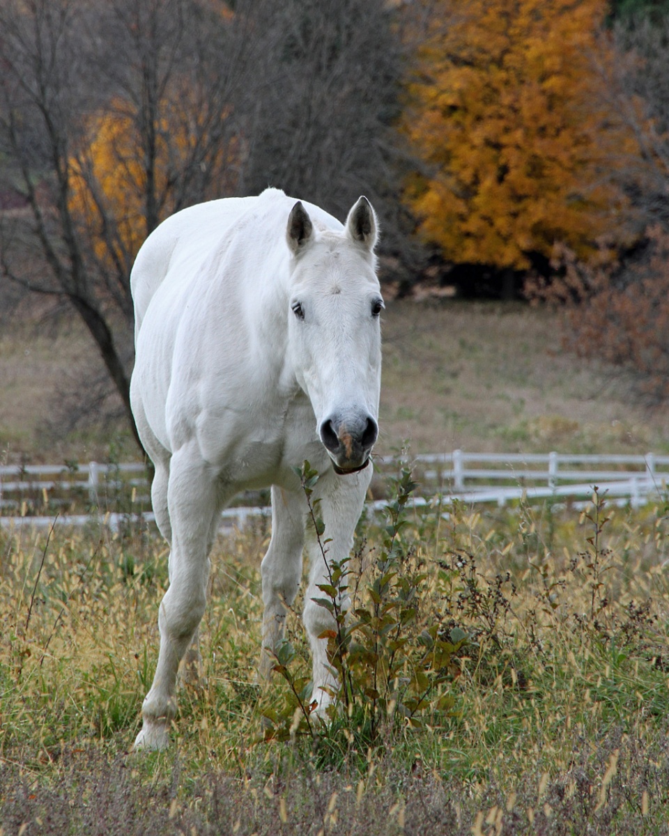 White Horse in Meadow - Linda Mueller - MCC