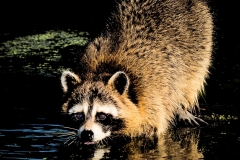 Award - Kodalith Coon - Linda Rutherford - WCPC