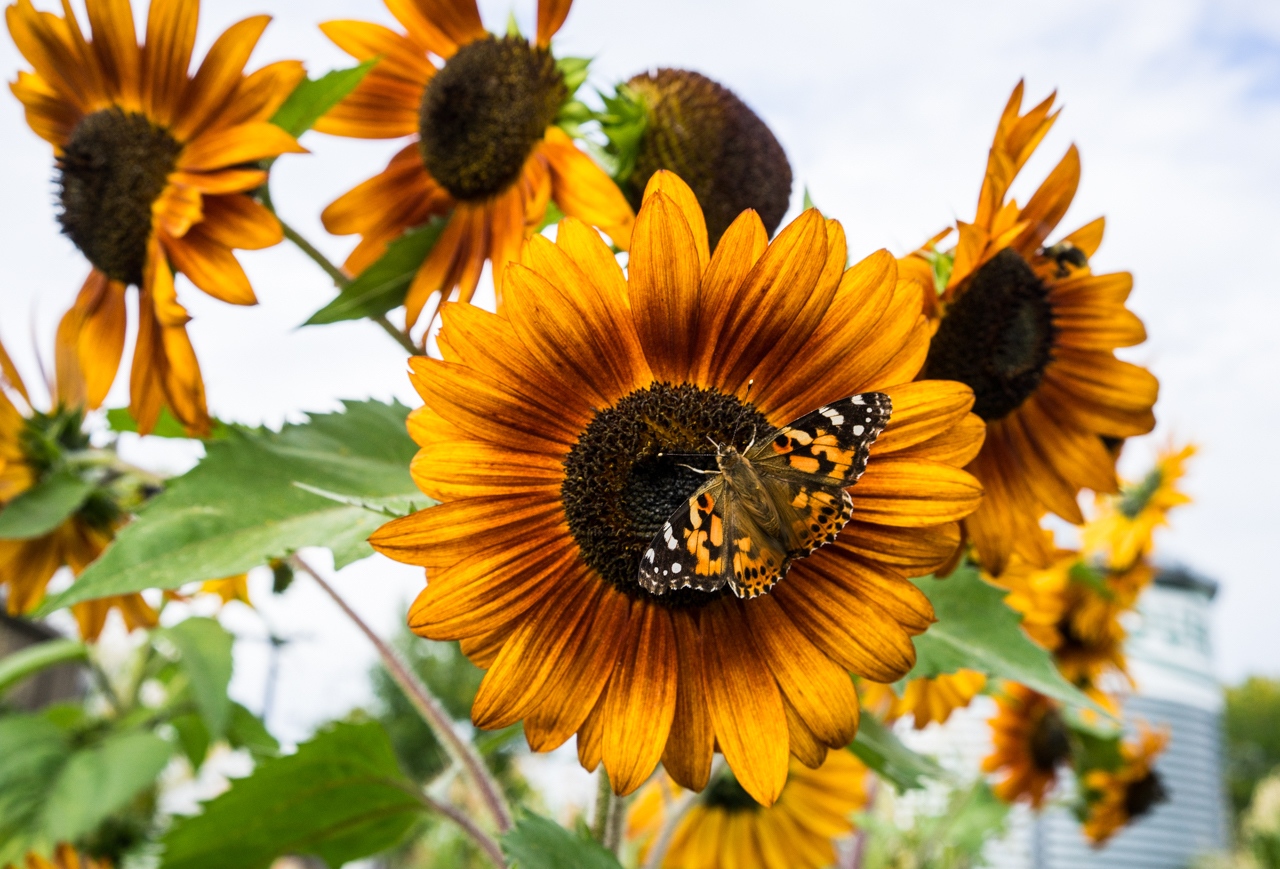 Butterfly on Sunflower - Mike Fuerst - MPS