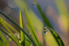 A Single Drop - Leanne Zeller - MCC