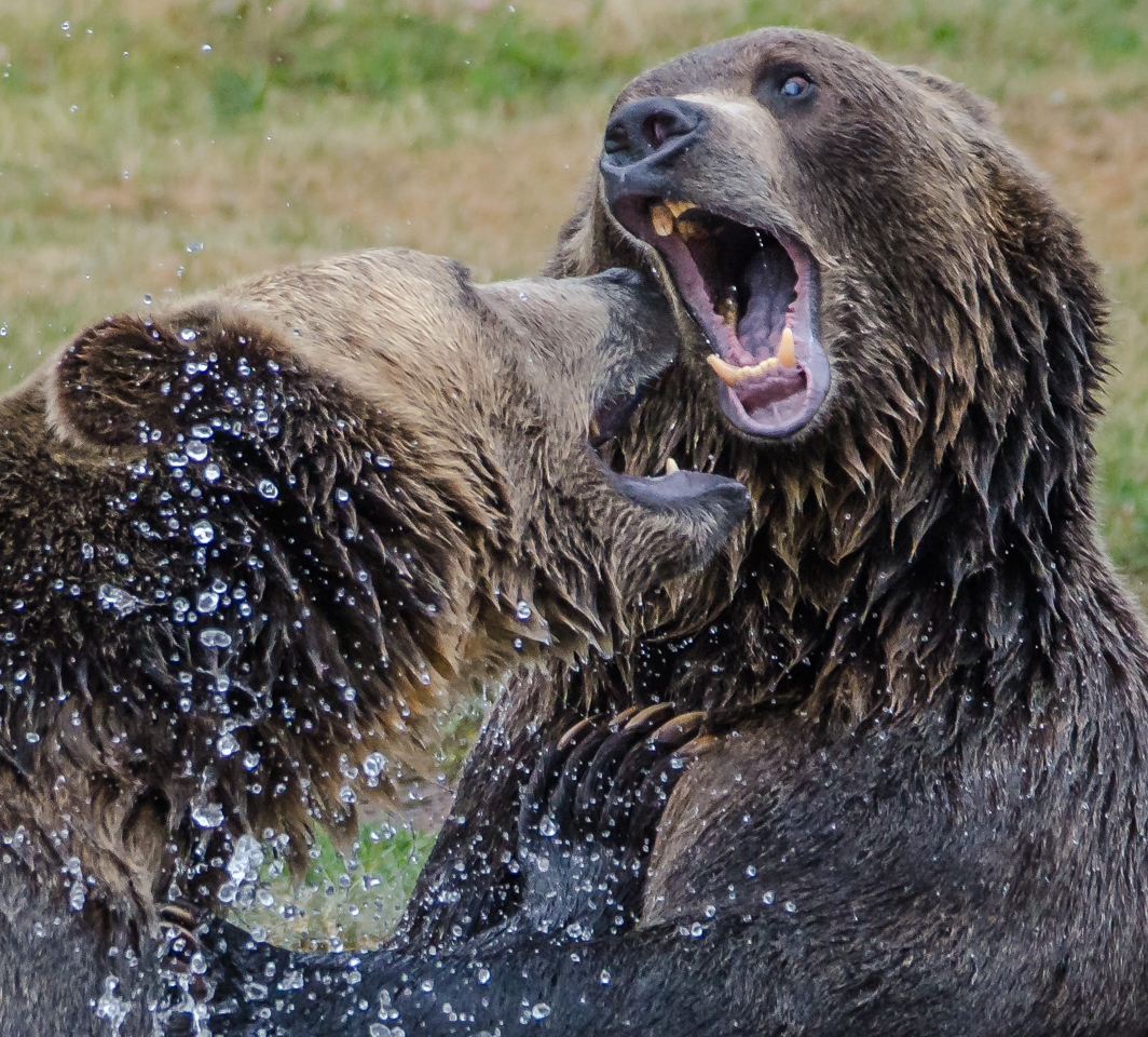 Grizzly Argument - Barry Mullin - SPCC