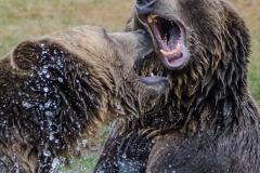 Grizzly Argument - Barry Mullin - SPCC