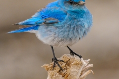 Mountain Bluebird - David Perez - MNPC