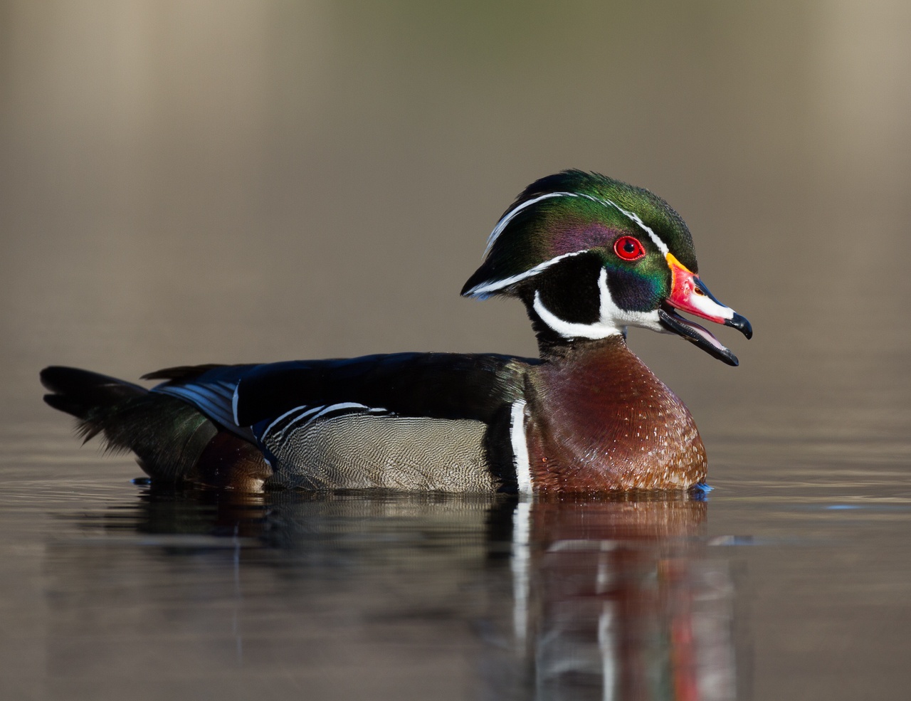 Honorable Mention - Wood Duck - Larry Weinman - WWPC