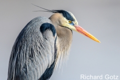W3-03.Great-Blue-Heron