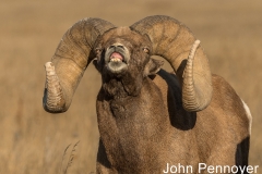 W3-07.Bighorn-Flehmen-display