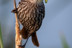 HonorableMention - Mama's Got Supper - Linda Rutherford - Women's Color Photo Club