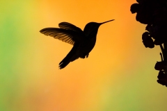 Honorable Mention - Silhouette - Melissa Anderson - Western Wisconsin Photography Club
