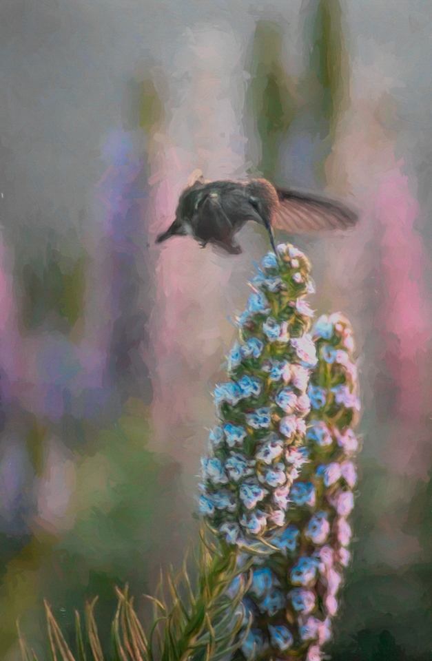 Stinson hummingbird - Deanne Probst - MNPC