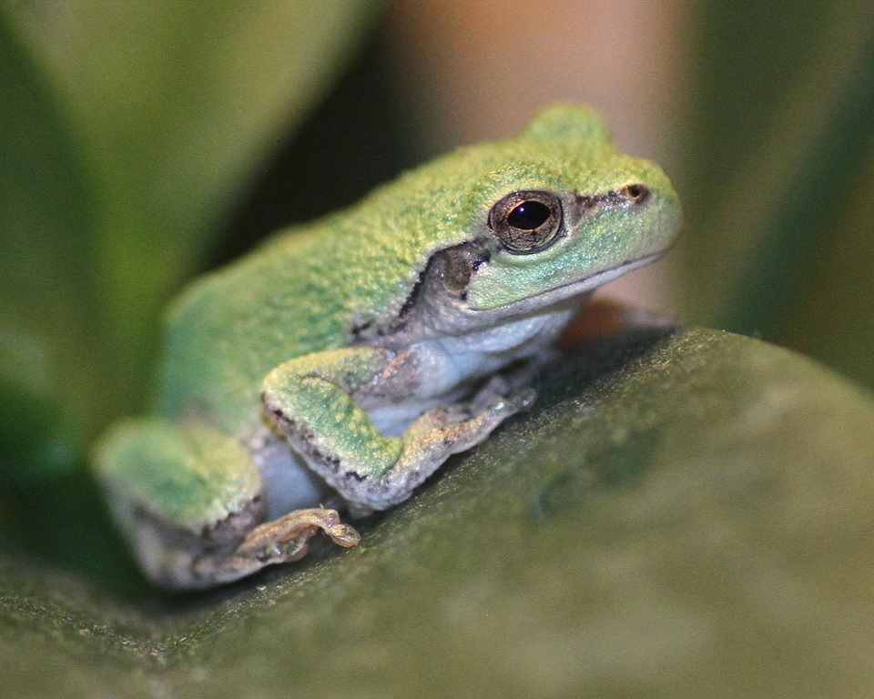 Green Frog Resting - Linda Mueller - MCC