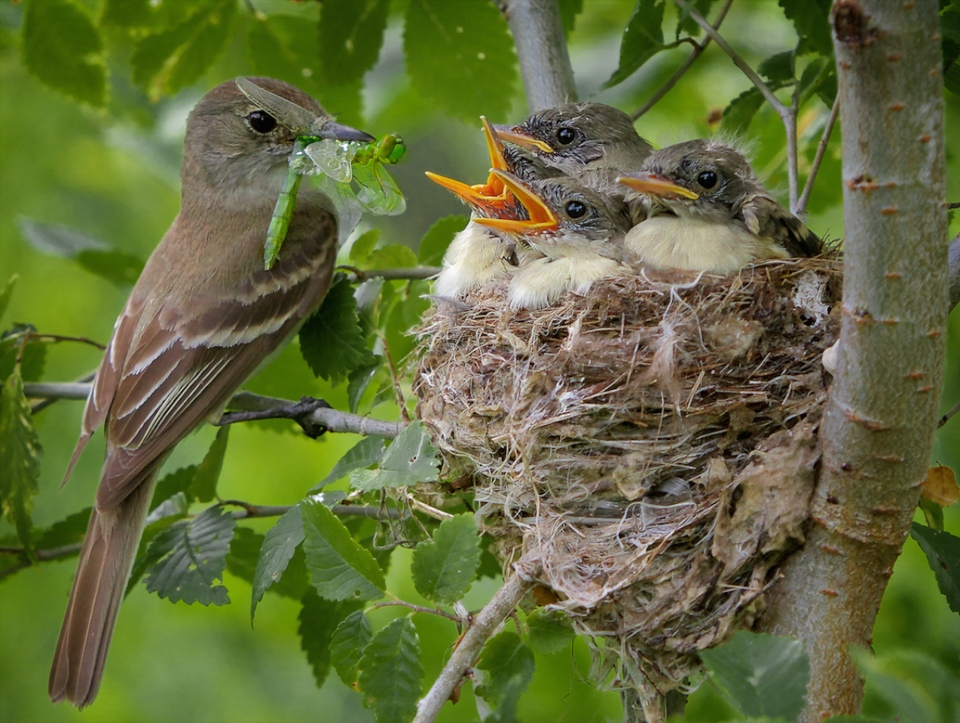 Award - Willow Flycatcher Feeding Nestlings - Don Specht - Minnesota Nature Photography Club