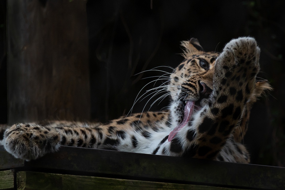 Grooming Amur Leopard - Doug Heimstead - NMPC