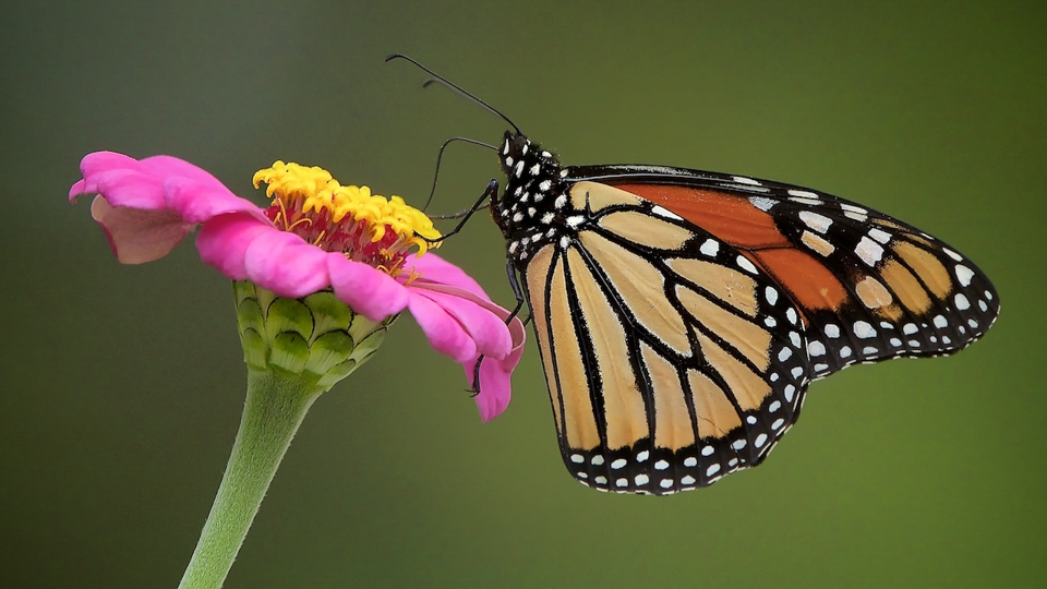 Monarch on Flower - Don Specht - MNPC
