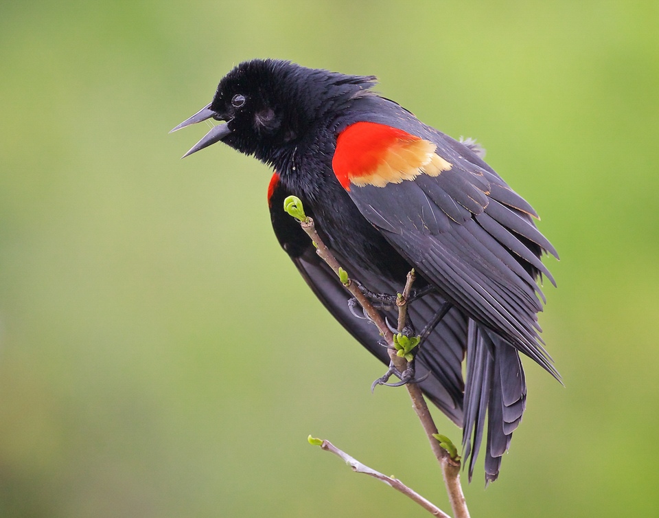 Red-winged Blackbird - Don Specht - MNPC