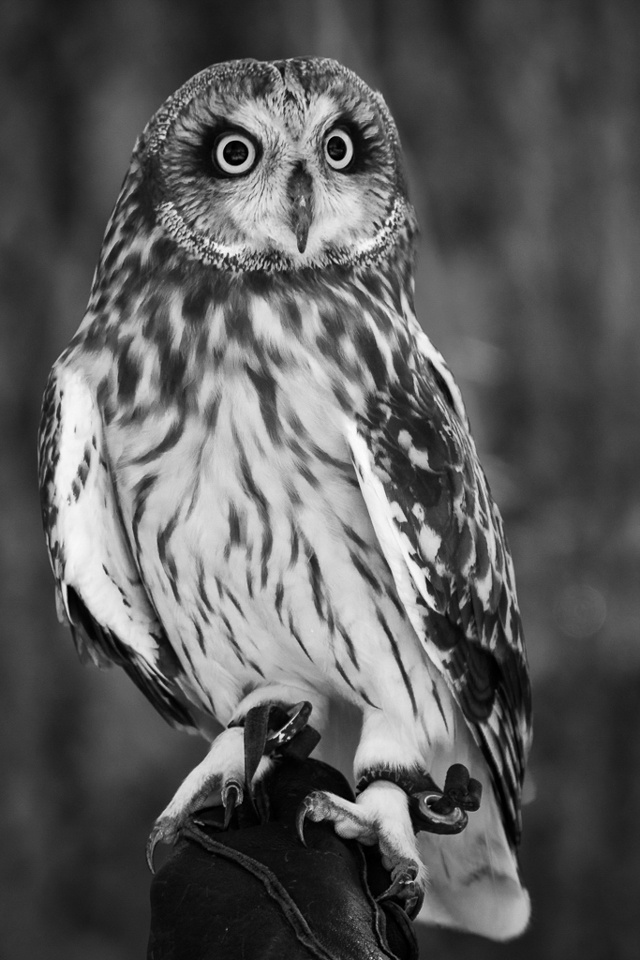Barred Owl-2 - Linda Rutherford - WCPC