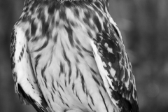 Barred Owl-2 - Linda Rutherford - WCPC