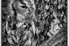 Camoflaged Screech - Linda Rutherford - WCPC