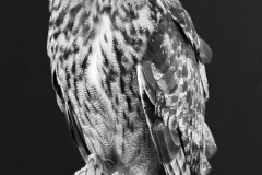 Eurasian Eagle Owl - Melissa Anderson - WWPC