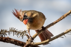 Cardinal- Ken Epstein - SPCC