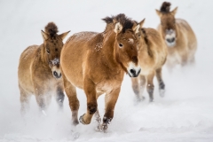 Award - Asian Horses - Ken Epstein - St Paul Camera Clubera-Club