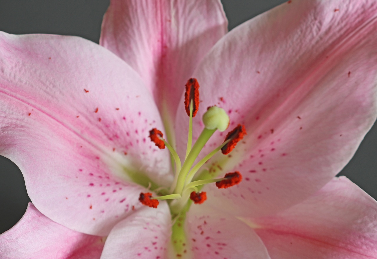Pink Flower - Curtis Hanson - MDPC