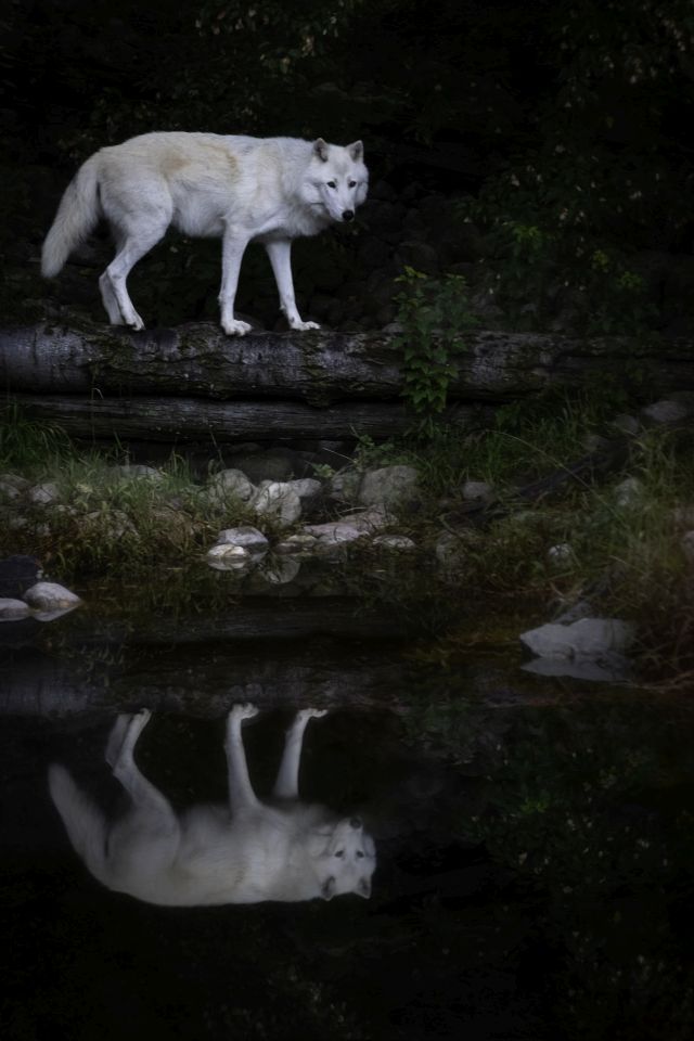 Wolf in the Water - Leci Janssen - MDPC