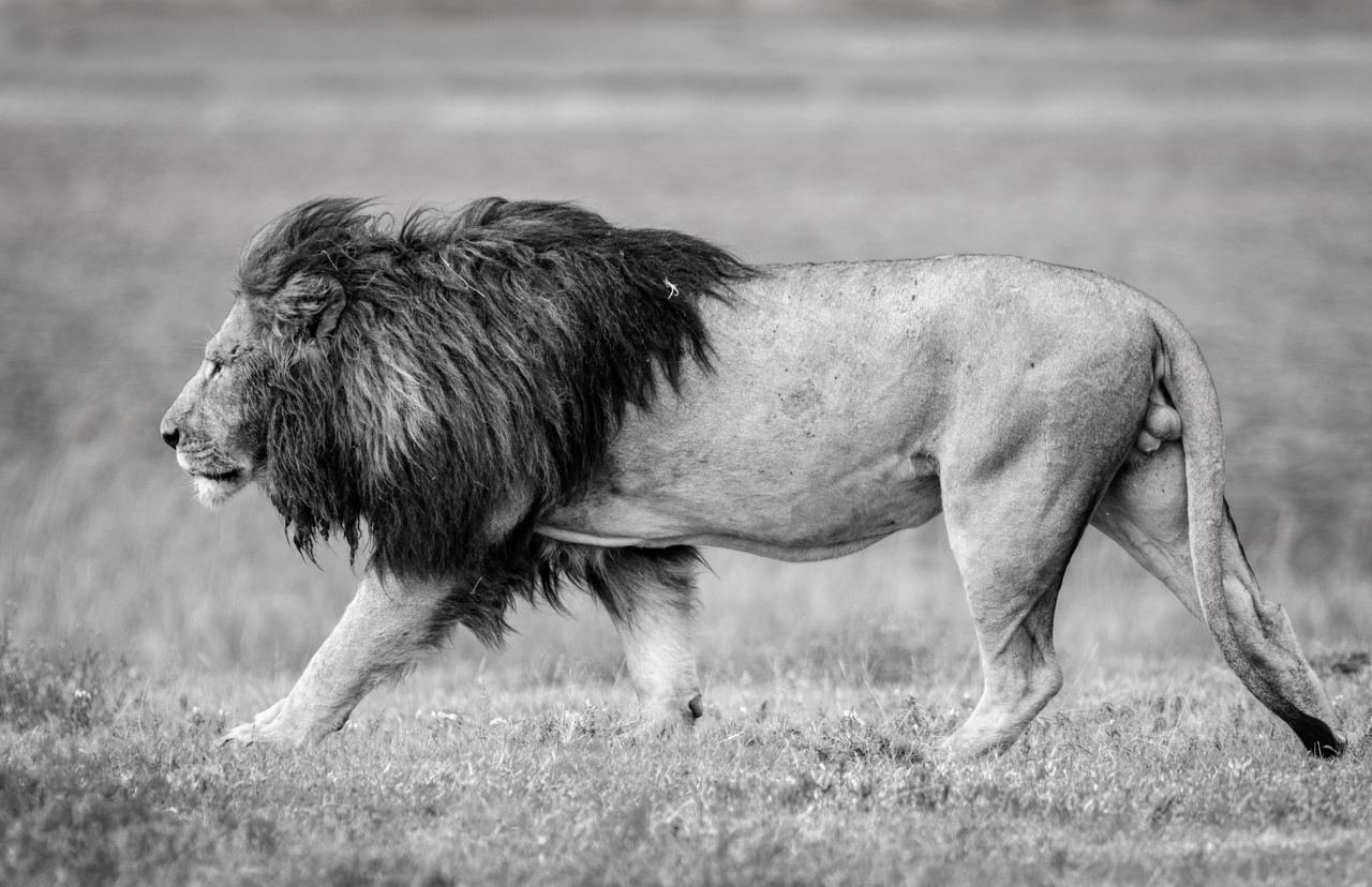 The Lion King - Diane Herman - MNPC