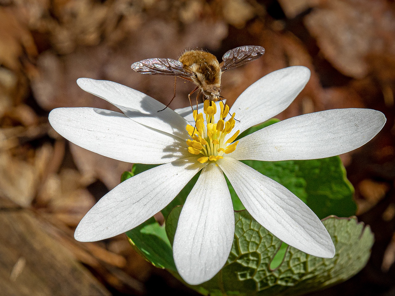Bloodroot and Fly - Pat Boudreau - NMPC