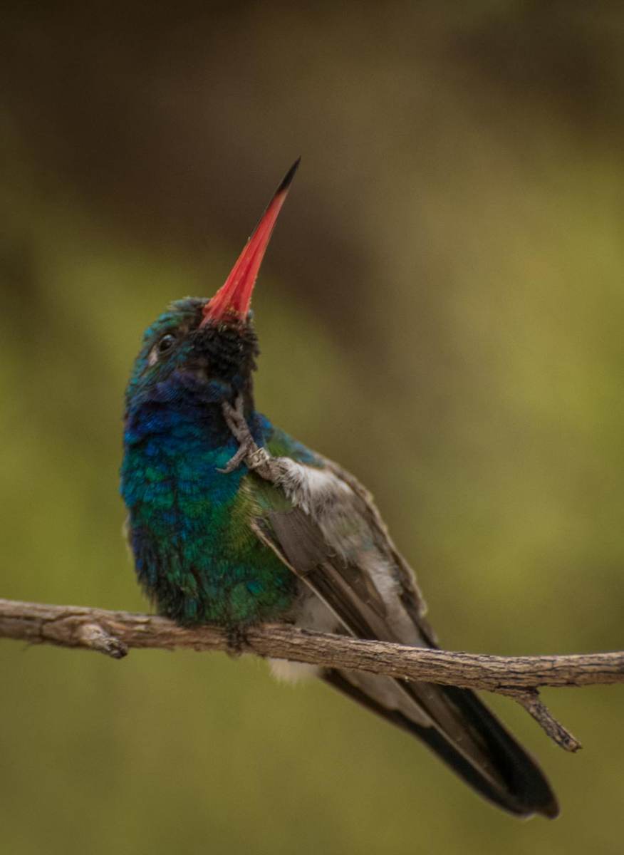 Broad-billed Hummingbird - Ron Lagerquist - MNPC