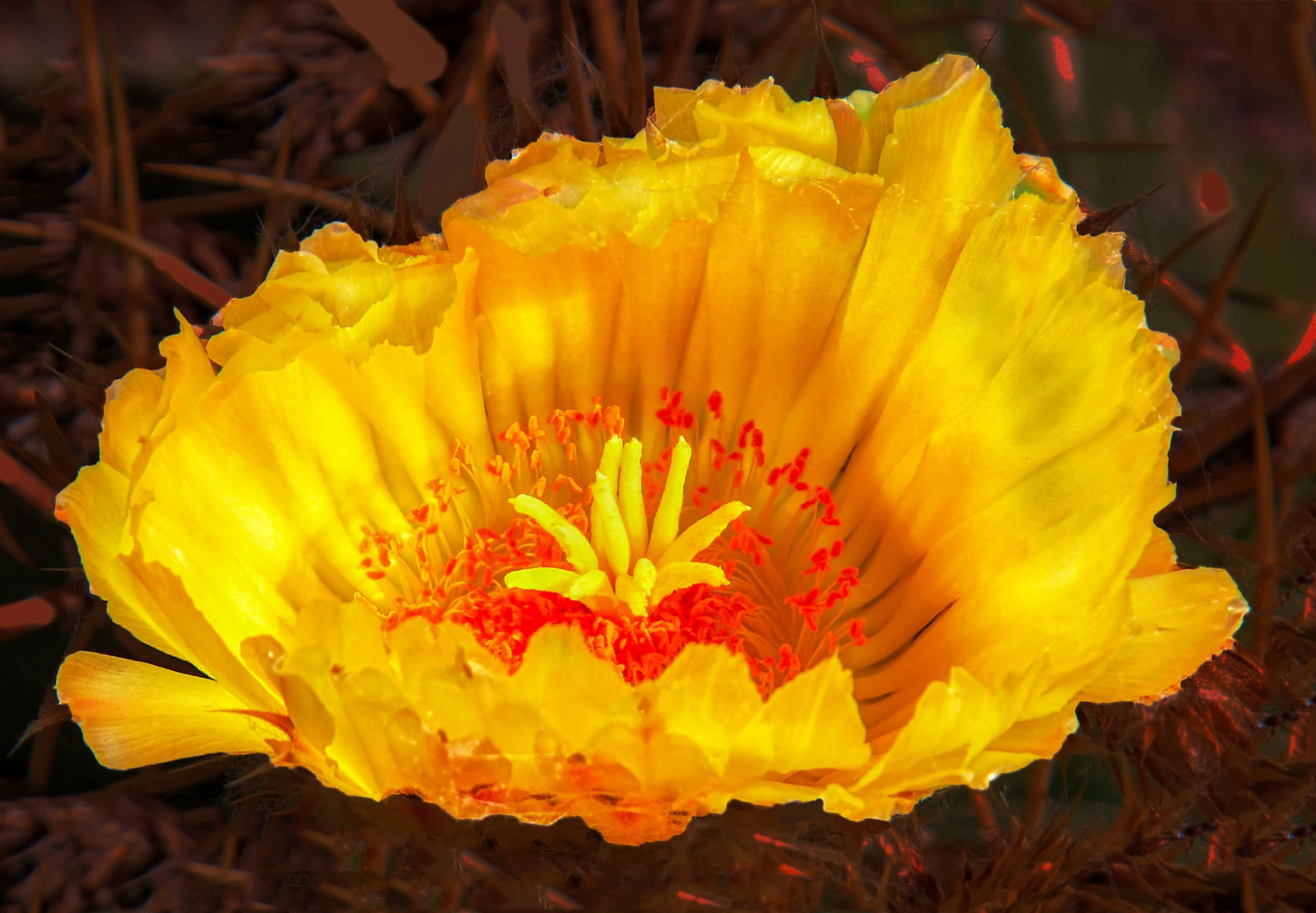 Cactus Flower - Gene Schwope - SPCC