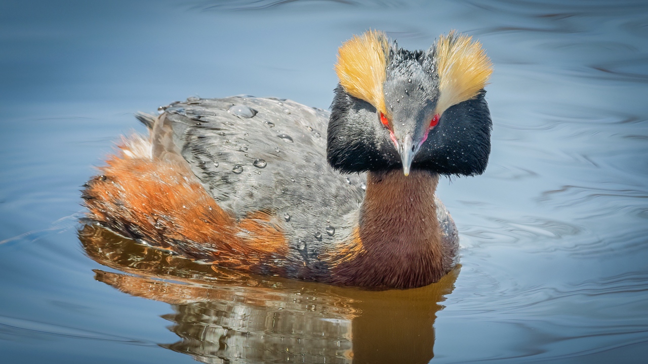 Horned Grebe Courtship Colors - Marianne Diericks - WWPC