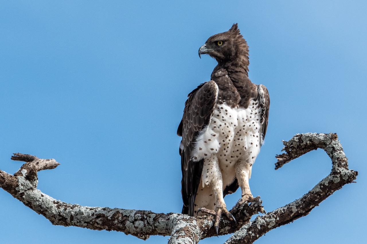 Martial Eagle in Central Serengeti - Diane Herman - MNPC