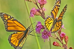 Butterflies - Curtis Hanson - MDPC