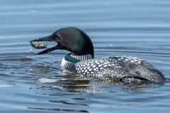 Good Catch - Barry Mullin - SPCC
