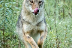 Lickety-Splickety Coyote - Sott Lanseidel - MNPC