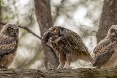 What's for Dinner Scott Landseidel - MNPC