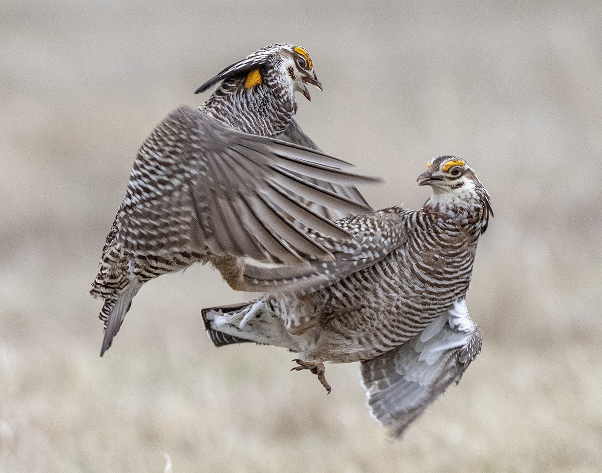 Honorable Mention - Flight and Fight - J Arthur Anderson - Fort Snelling State Park Camera Club