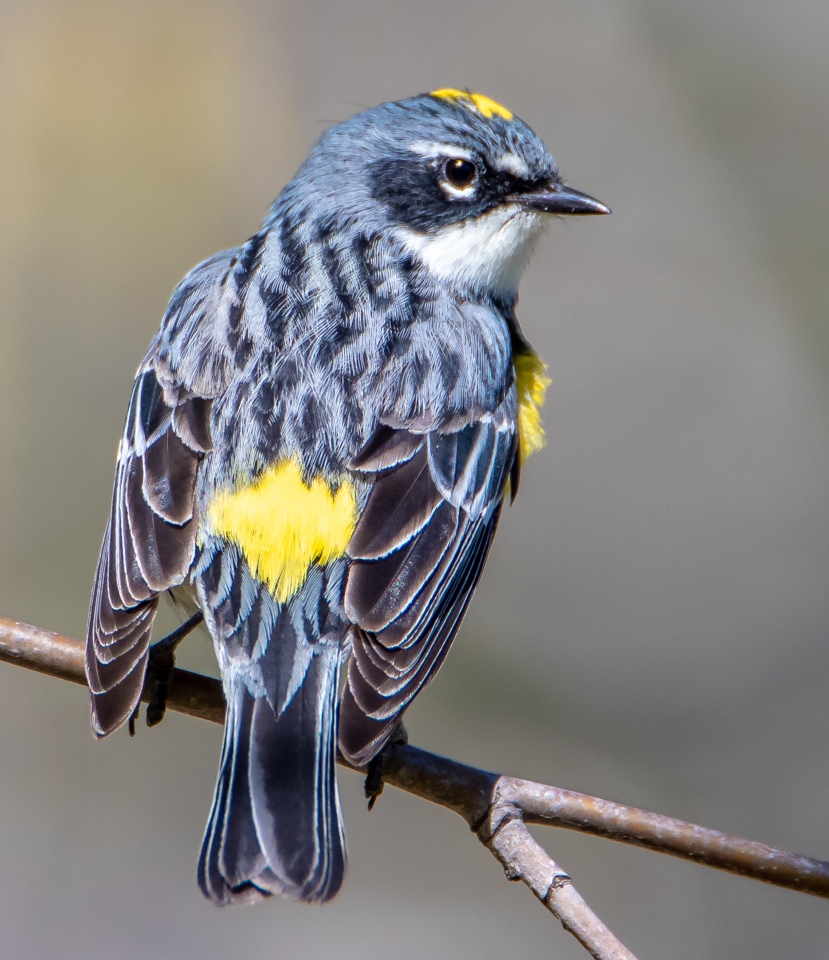 Honorable Mention - Yellow-rumped Warbler - Barry Muillin