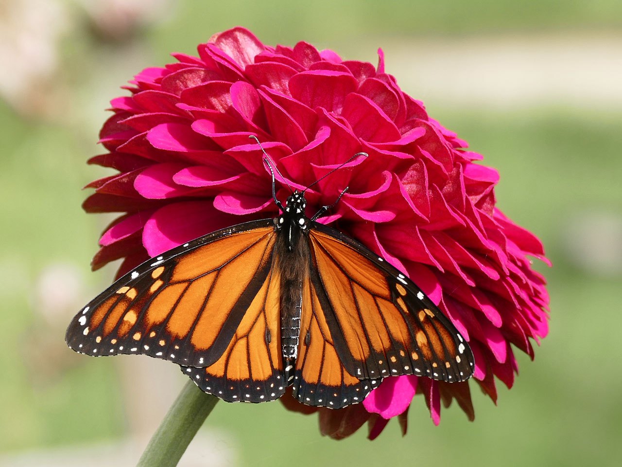 Honorable Mention - Zinnia & Monarch - Jane Stonich - Fort Snelling State Park Camera Club