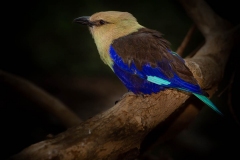 Honorable Mention - Blue-bellied Roller - Marilyn Victor - Women's Color Photo Club
