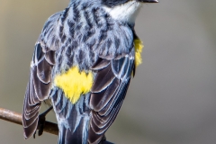 Honorable Mention - Yellow-rumped Warbler - Barry Muillin