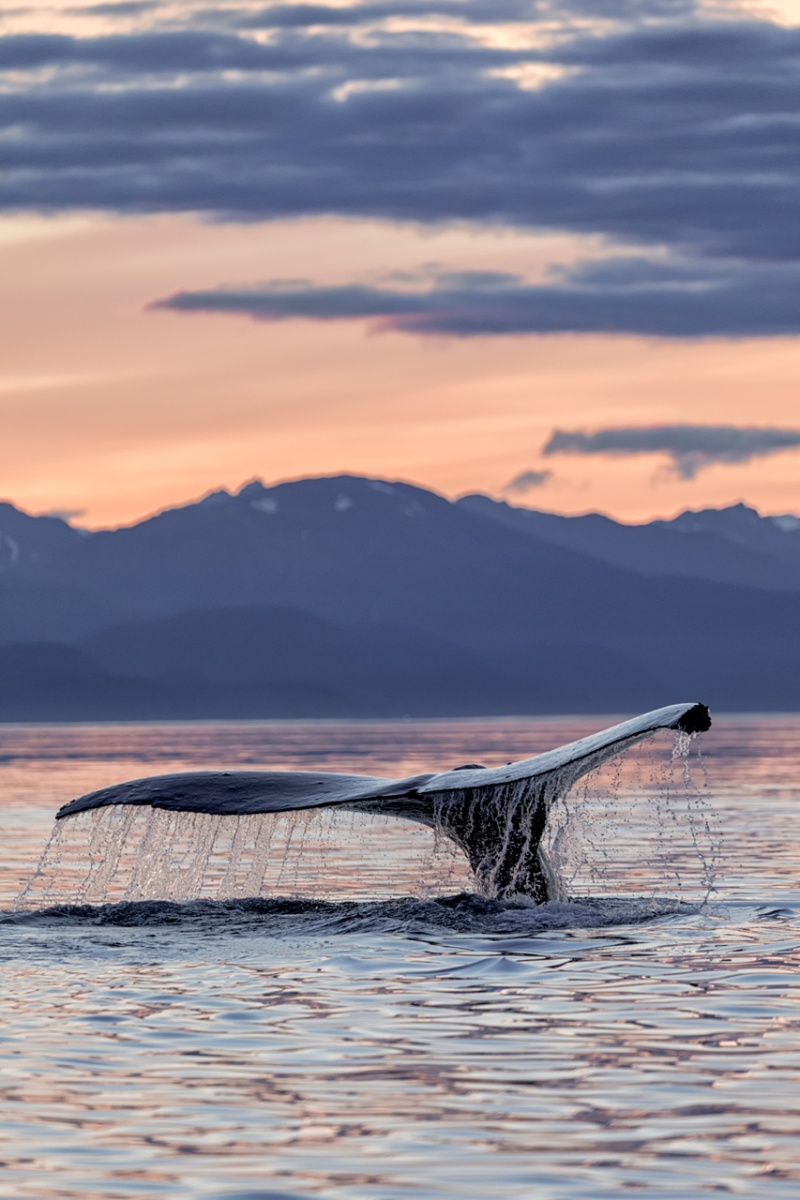 Humpback Whale Sunset - Brian Doyle - MNPV