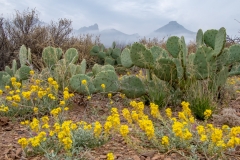 Big Bend National Park - Barry Mullin - SPCC