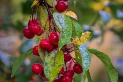Crab Apples -Mike Waterman - WWPC