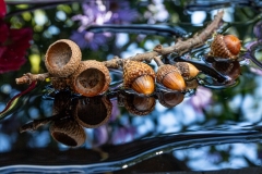 Forgotten Acorns - Marilyn Victor - WCPC