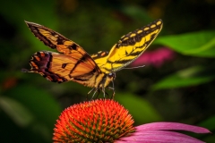 Spread Your Wings - Asha Lalla NMPC