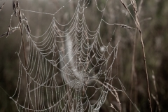 What the Dew Reveals - Leanne Zeller - MCC.jpg