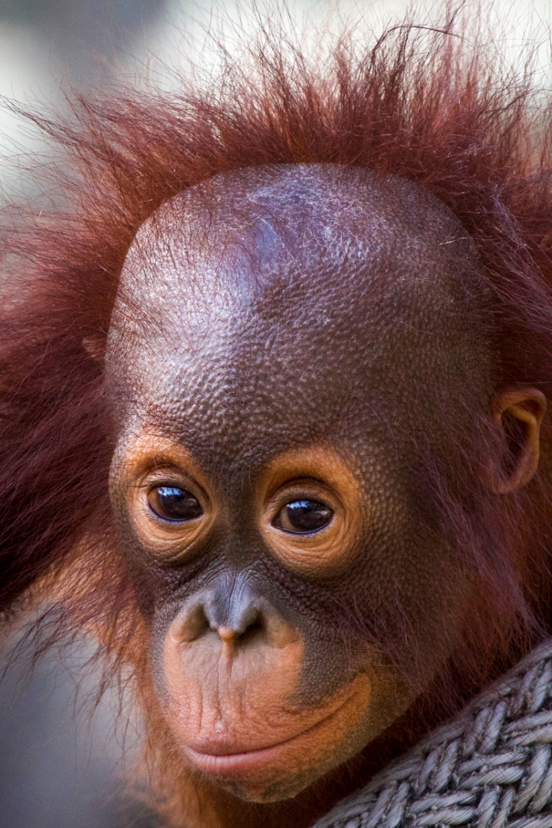 Honorable Mention - Orangutan Baby - Mary Johnson - Western Wisconsin Photography Clu