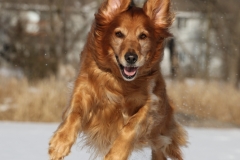 Award - Did you say treat - Dack Nehring - North Metro Photo Club