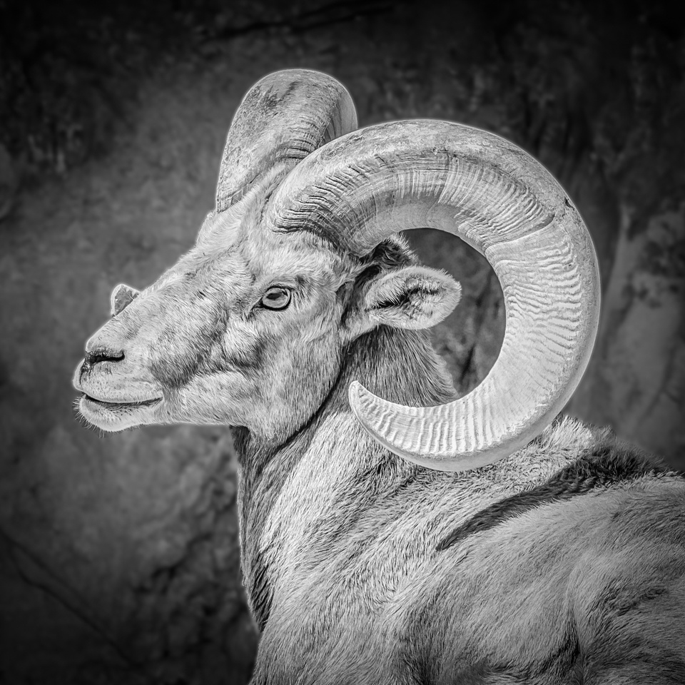 Bighorn Sheep - Marianne Diericks - WWPC